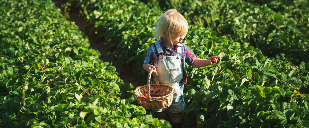 Barn som plockar jordgubbar i ett grönskande jordgubbsland.