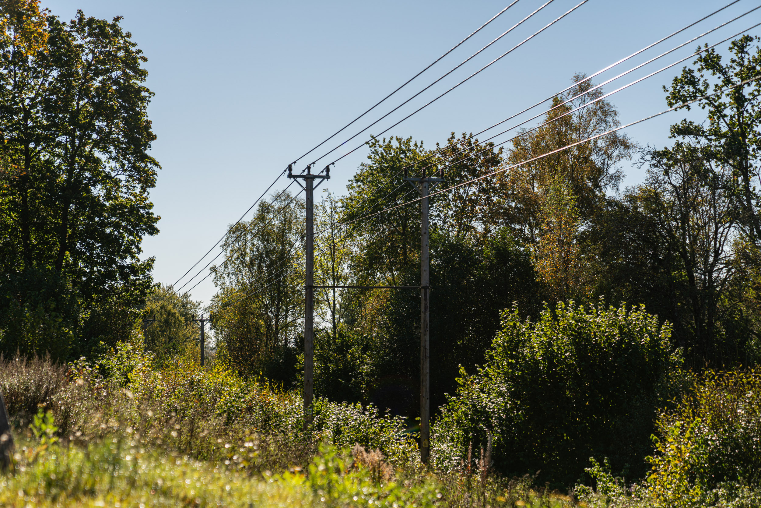 Elledningar på stolpar som löper genom skog och grönska i landskapet.